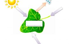 2 Free Esl Photosynthesis Worksheets | Free Printable Photosynthesis Worksheets