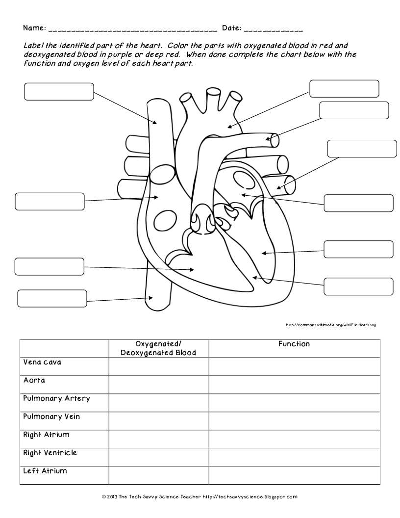 Anatomy And Physiology Printable Worksheets Lexia's Blog