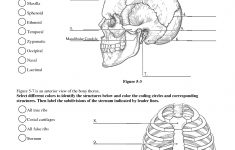 Anatomy Labeling Worksheets - Google Search | I Heart Anatomy | Anatomy And Physiology Printable Worksheets