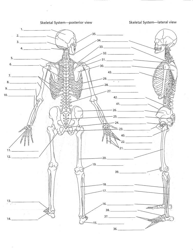 Anatomy Labeling Worksheets - Google Search | I Heart Anatomy | Free Printable Human Anatomy Worksheets