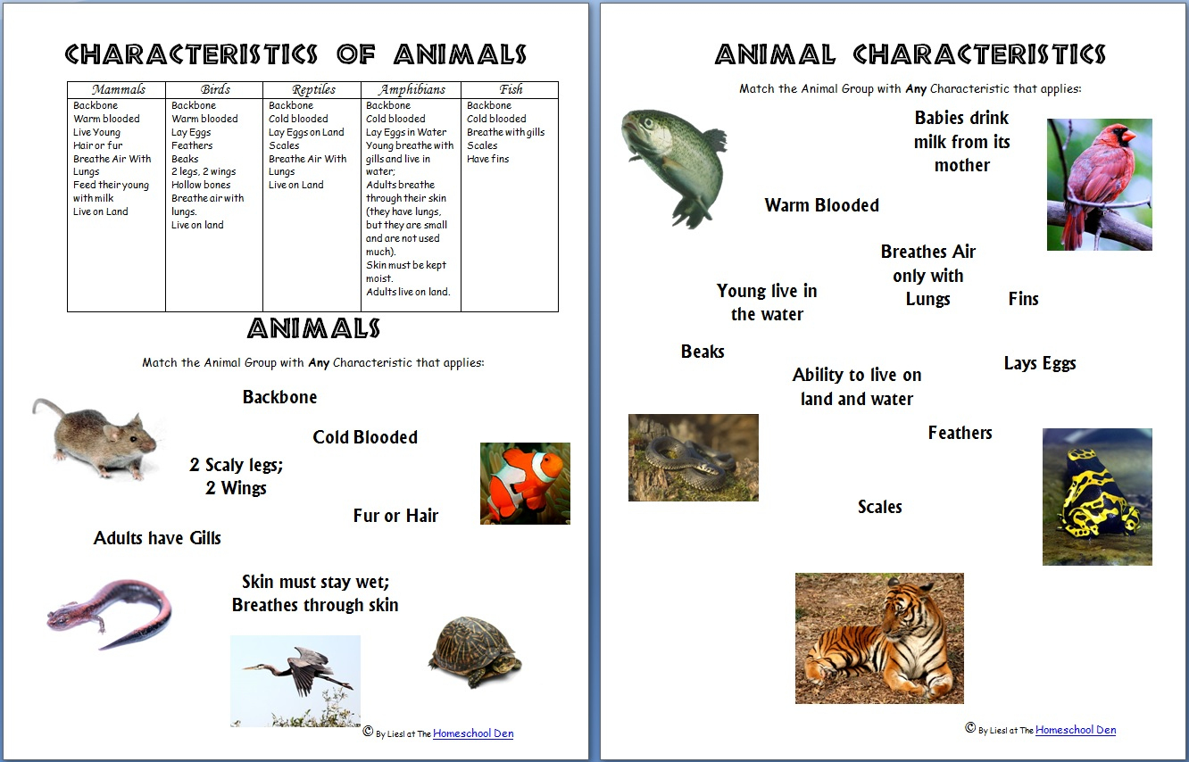 Animals And Their Characteristics (Free Worksheet) - Homeschool Den | Free Printable Worksheets On Vertebrates And Invertebrates