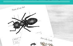 Ant Life Cycle Worksheets | Ant Worksheets Printables