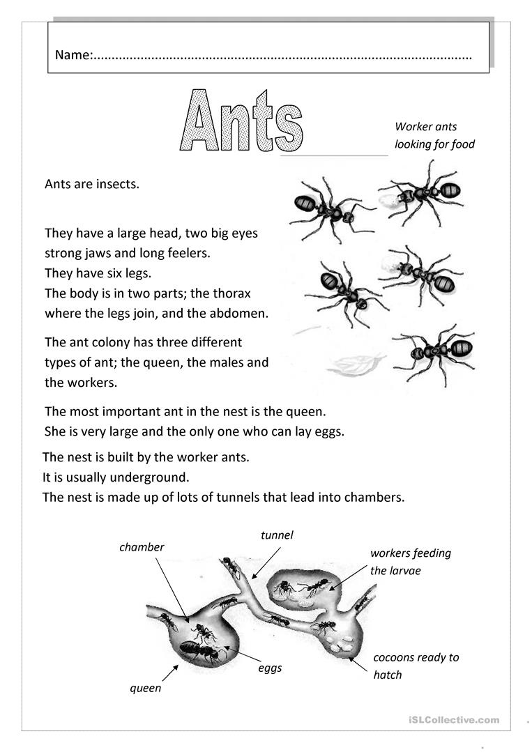 Ants Worksheet - Free Esl Printable Worksheets Madeteachers | Ant Worksheets Printables