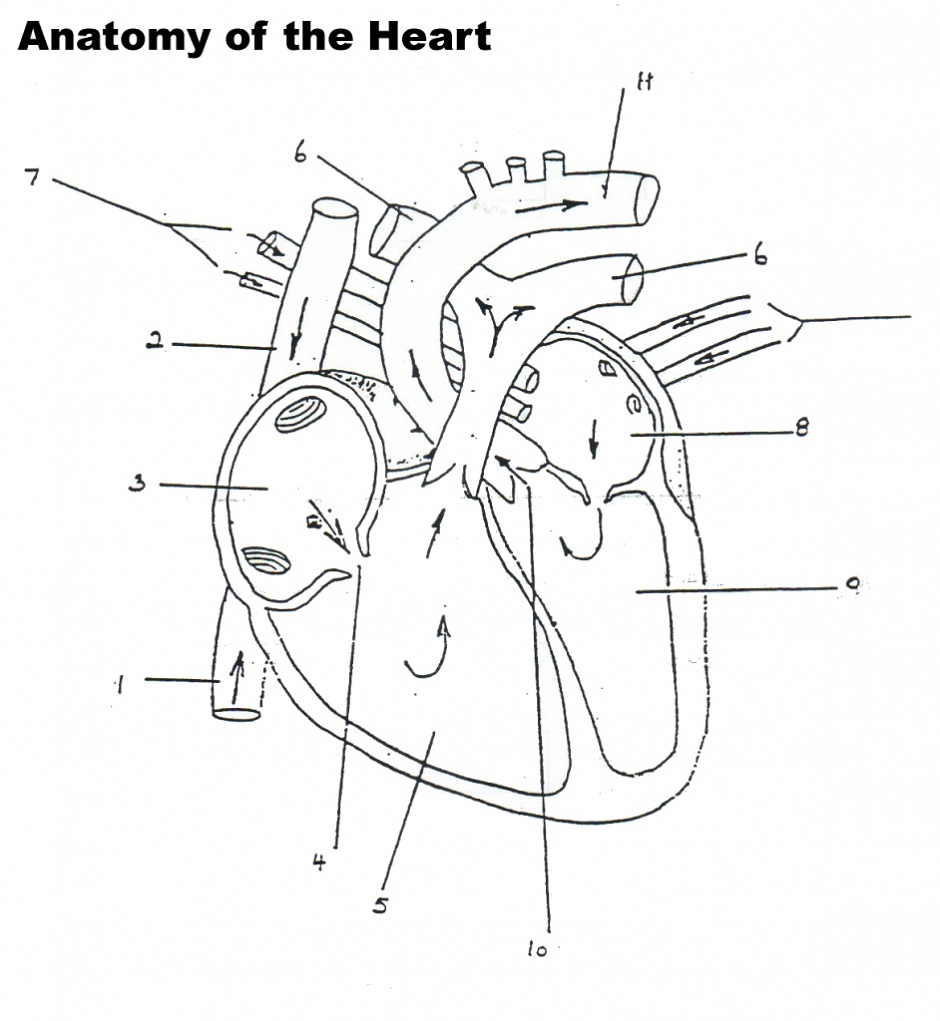Blood Flow Through The Heart Diagrams | Diagram Link | Heart Diagram Printable Worksheet