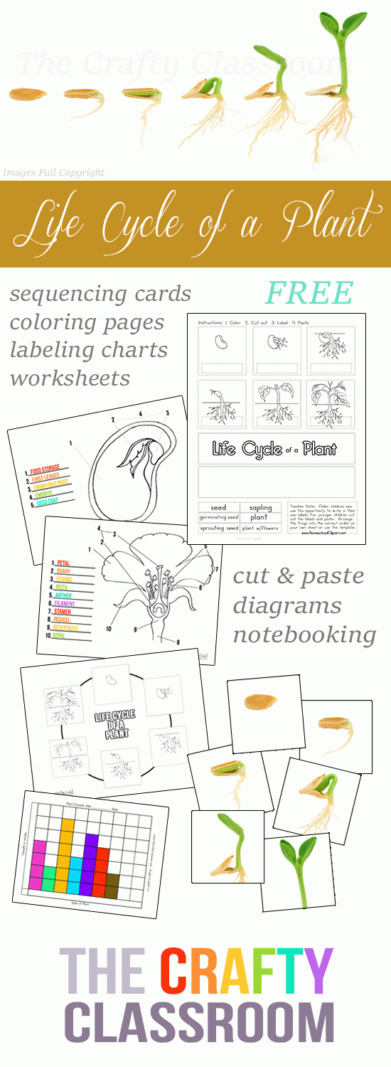 Free Plant Life Cycle Worksheets And Activity Pack | Homeschool | Free Plant Life Cycle Worksheet Printables