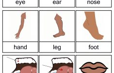 Free Printable Body Parts Flashcards | Free Printable For Learning | Free Printable Worksheets Preschool Body Parts