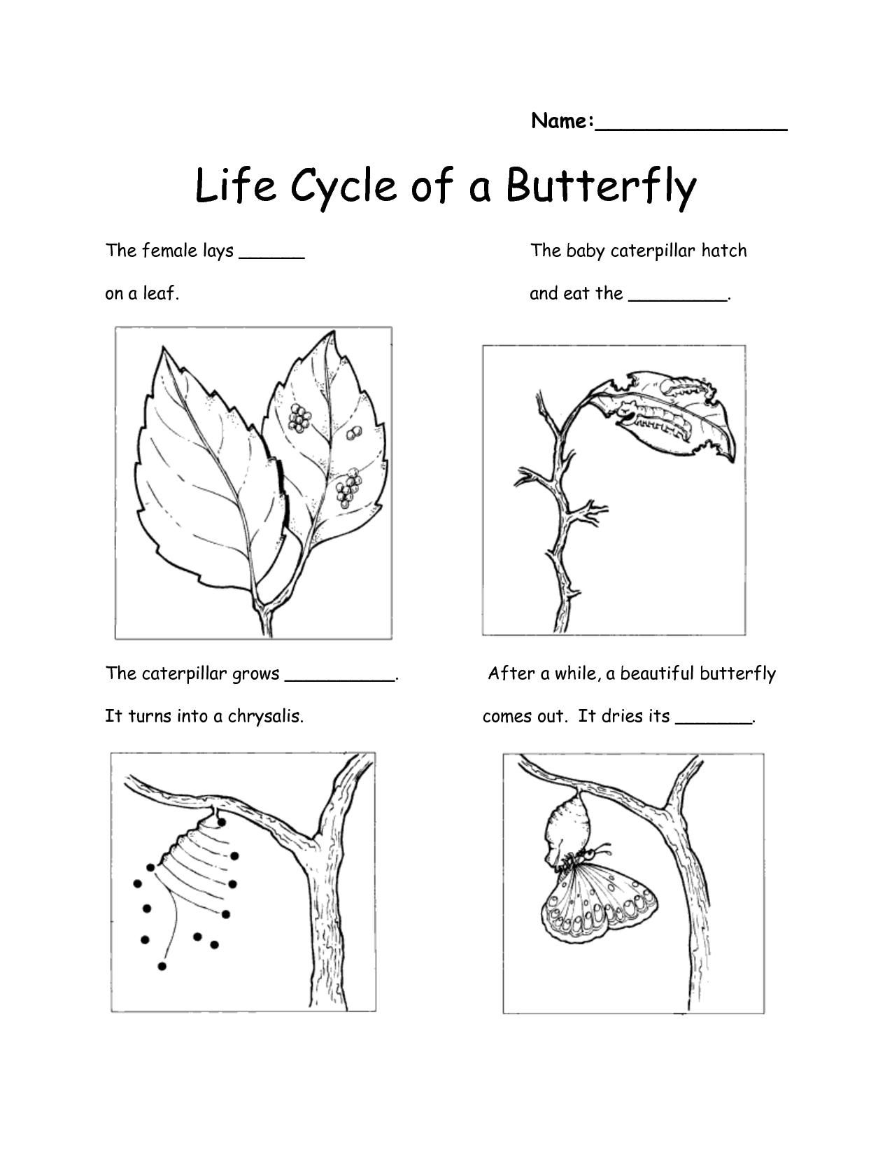 Printable Science Worksheets For 2Nd Grade Lexia s Blog