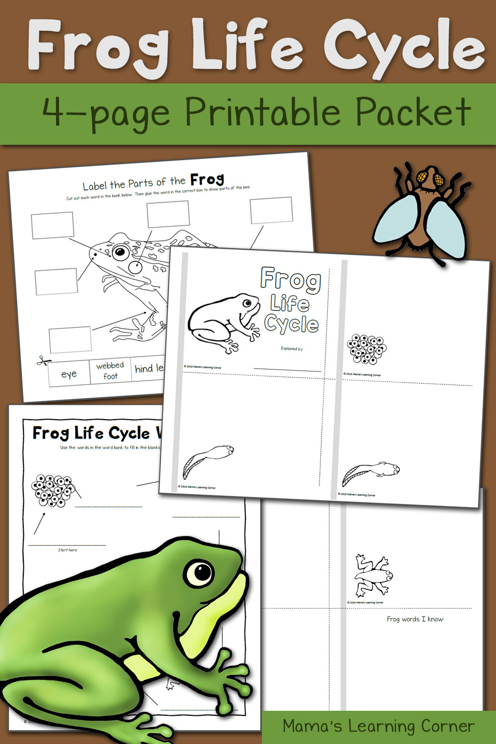 Frog Life Cycle Worksheets - Mamas Learning Corner | Life Cycle Of A Frog Free Printable Worksheets