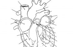 Health Archives - Tim's Printables | Heart Diagram Printable Worksheet