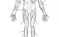Human Muscles Front View Worksheet Coloring Page | Free Printable | Free Printable Human Anatomy Worksheets