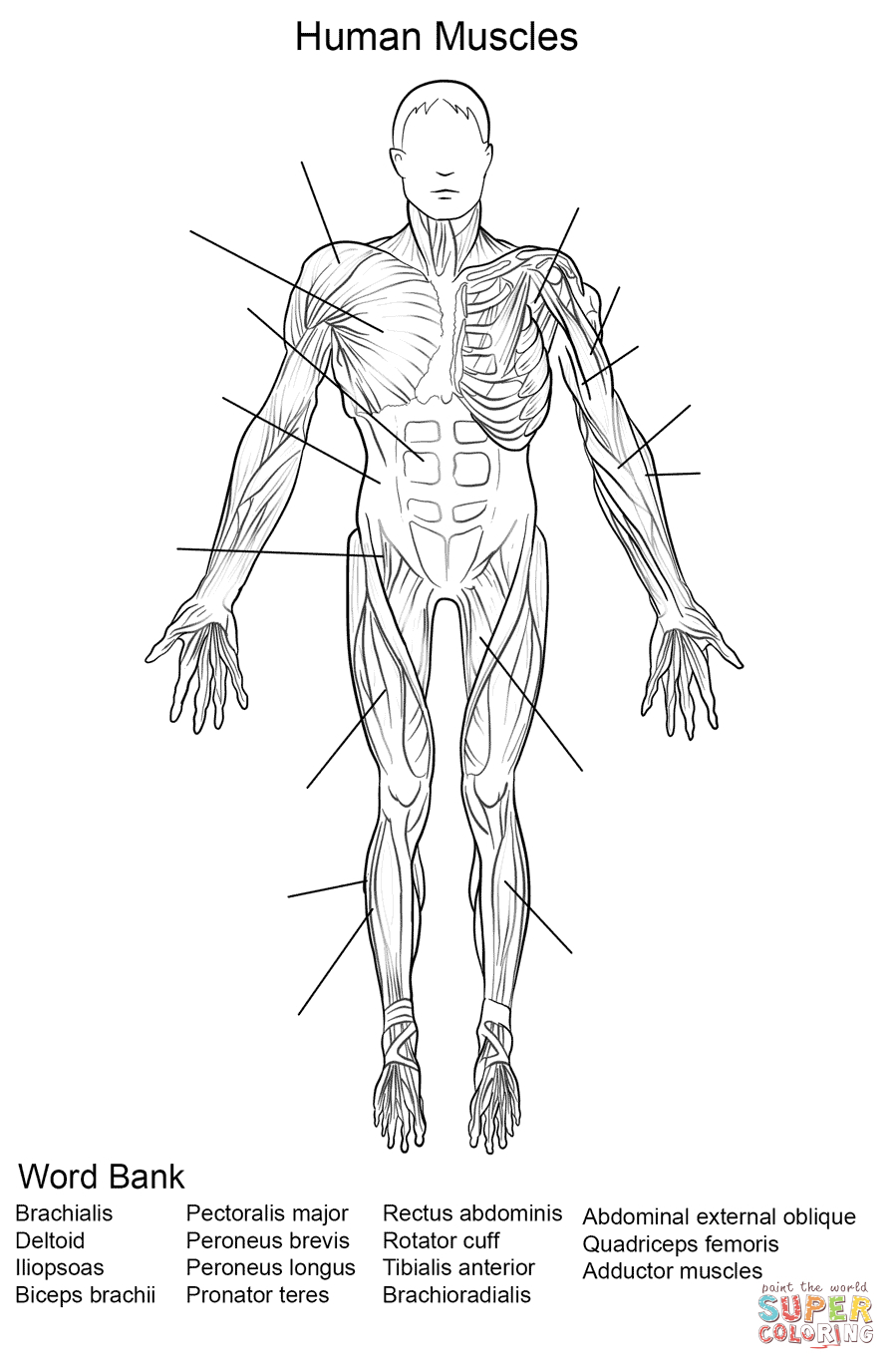 Human Muscles Front View Worksheet Coloring Page | Free Printable | Free Printable Human Anatomy Worksheets