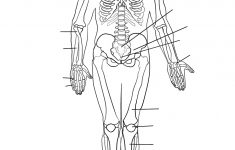 Human Skeletal System Worksheet Coloring Page | Free Printable | Human Skeleton Printable Worksheet