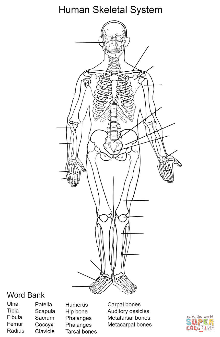 Free Printable Skeletal Worksheets