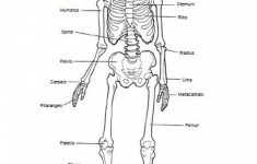 Human Skeleton Bones Worksheet | Tenderness.co | Human Skeleton Printable Worksheet