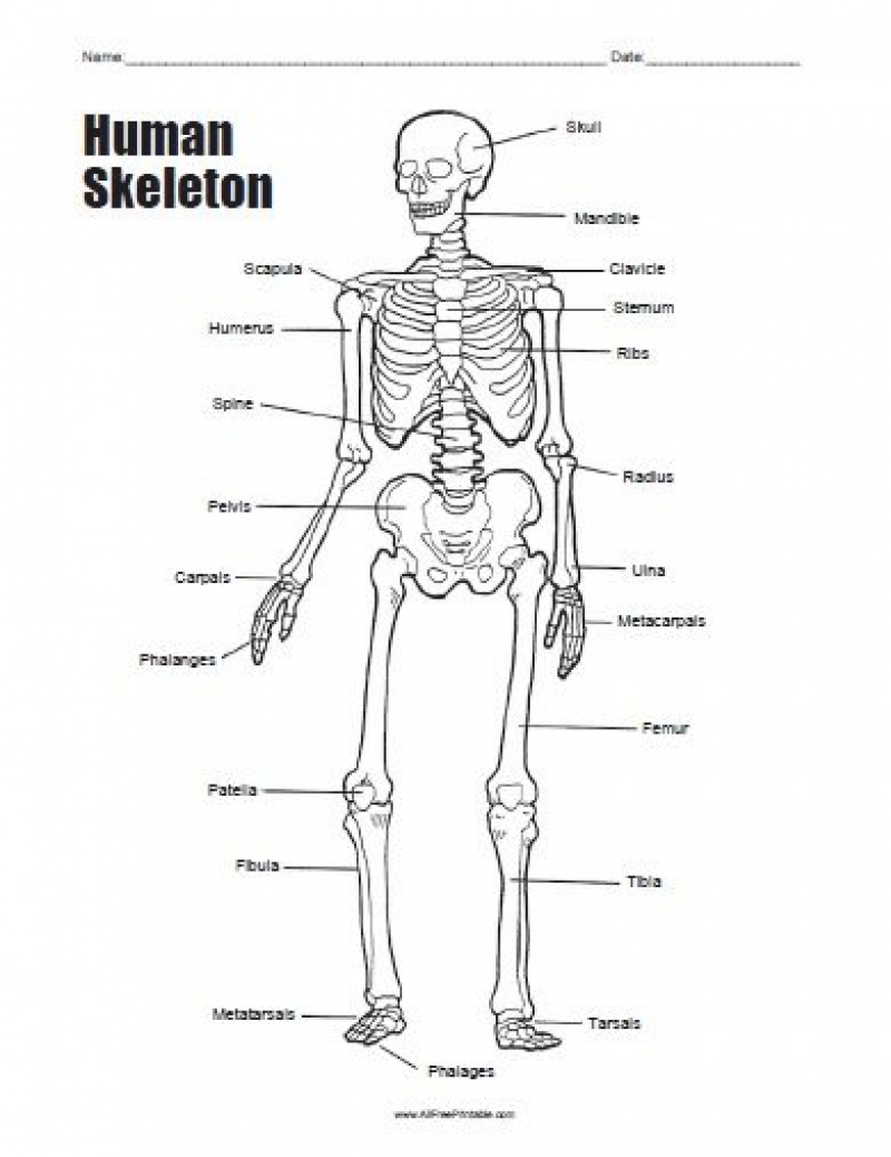 Human Skeleton Bones Worksheet | Tenderness.co | Human Skeleton Printable Worksheet