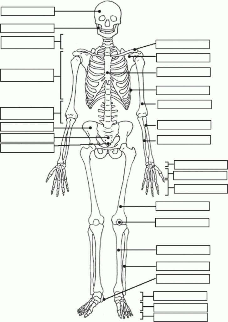 Human Skeleton Quiz Printable Tenderness.co Human Skeleton