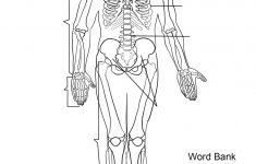 Human Skeleton Worksheet Coloring Page | Free Printable Coloring Pages | Human Skeleton Printable Worksheet