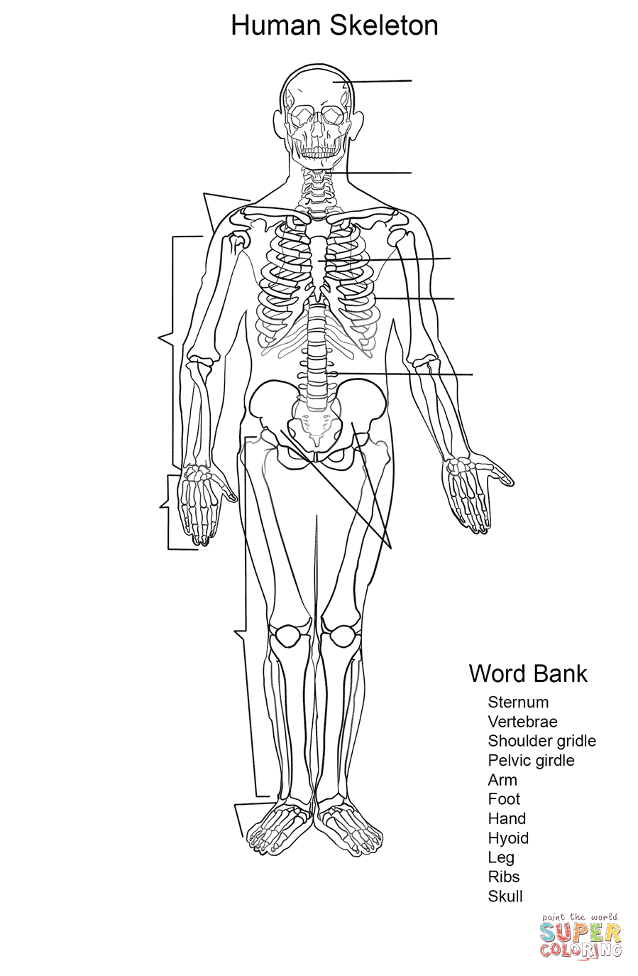 Human Skeletal System Worksheet Coloring Page Free Printable Human