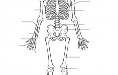 Human Skeleton Worksheet | Homeschool-Science | Human Skeleton | Human Skeleton Printable Worksheet