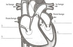 Image Result For Anatomy Labeling Worksheets | Heart Anatomy | Heart | Heart Diagram Printable Worksheet