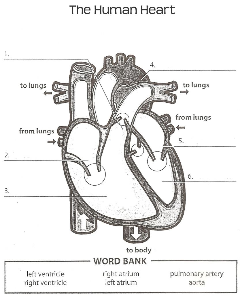Heart Diagram To Label Printable - Koran.sticken.co ...