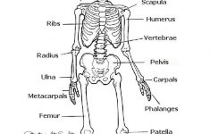 Image Result For Human Skeleton Printable Worksheet | Homeschool | Human Skeleton Printable Worksheet