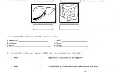 Internal Organs Worksheet - Free Esl Printable Worksheets Made | Printable Worksheets On The Lungs