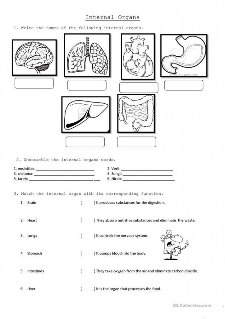 Internal Organs Worksheet - Free Esl Printable Worksheets Made ...