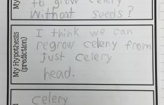 Kearson's Classroom: The Great Celery Experiment | Celery Experiment Printable Worksheet