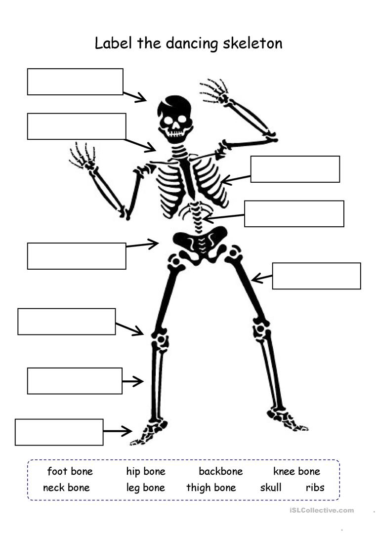 Label The Skeleton Worksheet - Free Esl Printable Worksheets Made | Human Skeleton Printable Worksheet