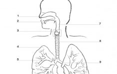 Labeled Diagram Of The Respiratory System For Kids Respiratory | Printable Worksheets On The Lungs