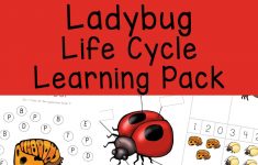 Ladybug Life Cycle - Fun With Mama | Free Printable Ladybug Life Cycle Worksheets