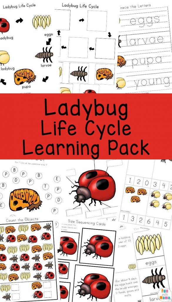 Ladybug Life Cycle Fun With Mama Free Printable Ladybug Life Cycle