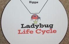 Ladybug Life Cycle Printables &amp; Activities | Free Printable Ladybug Life Cycle Worksheets