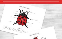 Ladybug Life Cycle Worksheets For Kids | Free Printable Ladybug Life Cycle Worksheets