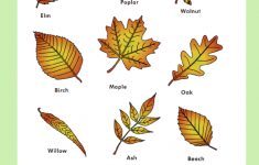 Leaf Types | Homeschool | Pinterest | Science, Education And Worksheets | Free Printable Leaf Worksheets