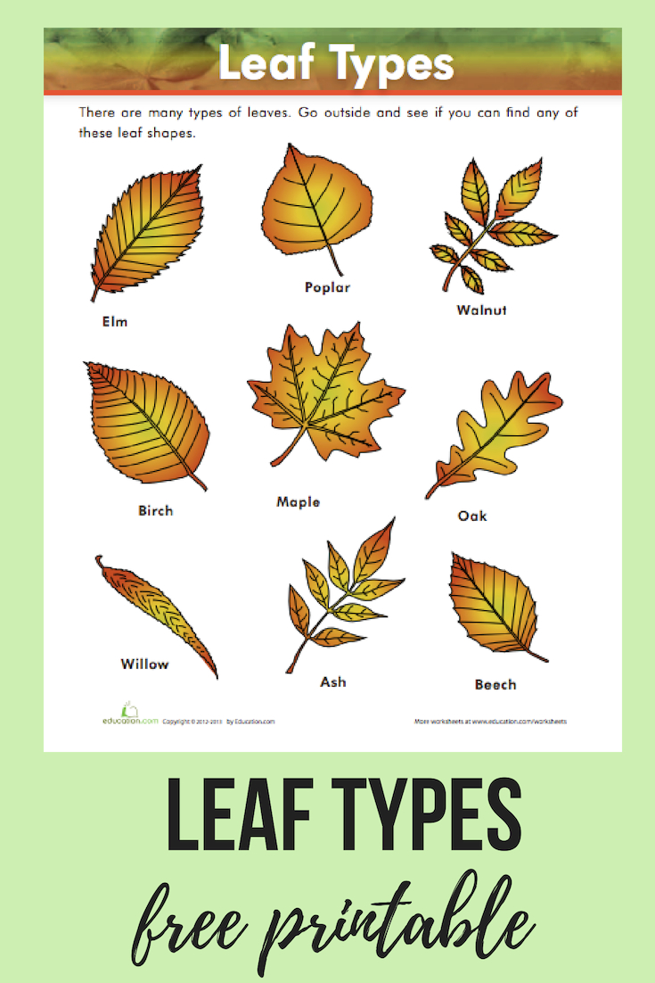 Free Printable Leaf Worksheets Lexia s Blog