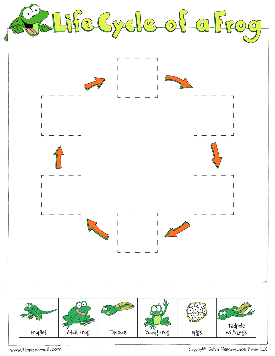 Life Cycle Of A Frog Worksheets - Cut And Paste | Life Cycle Of A Frog Free Printable Worksheets