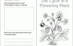Life Cycle Of A Plant Coloring Page - Coloring Home | Free Plant Life Cycle Worksheet Printables