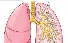 Lungs Labeling | Eced Teaching Ideas | Human Body Science, Human | Printable Worksheets On The Lungs