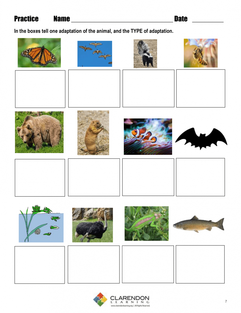 Free Printable Worksheets Animal Adaptations - Lexia's Blog