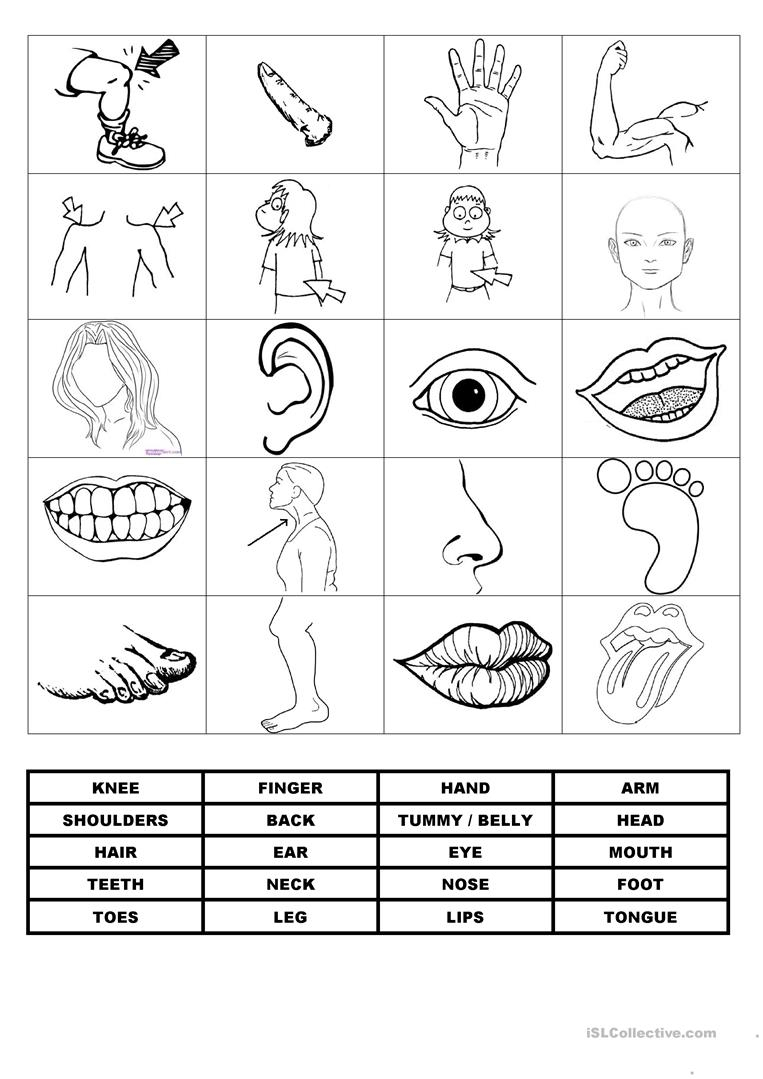 Memory Game On Body Parts Worksheet - Free Esl Printable Worksheets | Free Printable Worksheets Kindergarten Body Parts