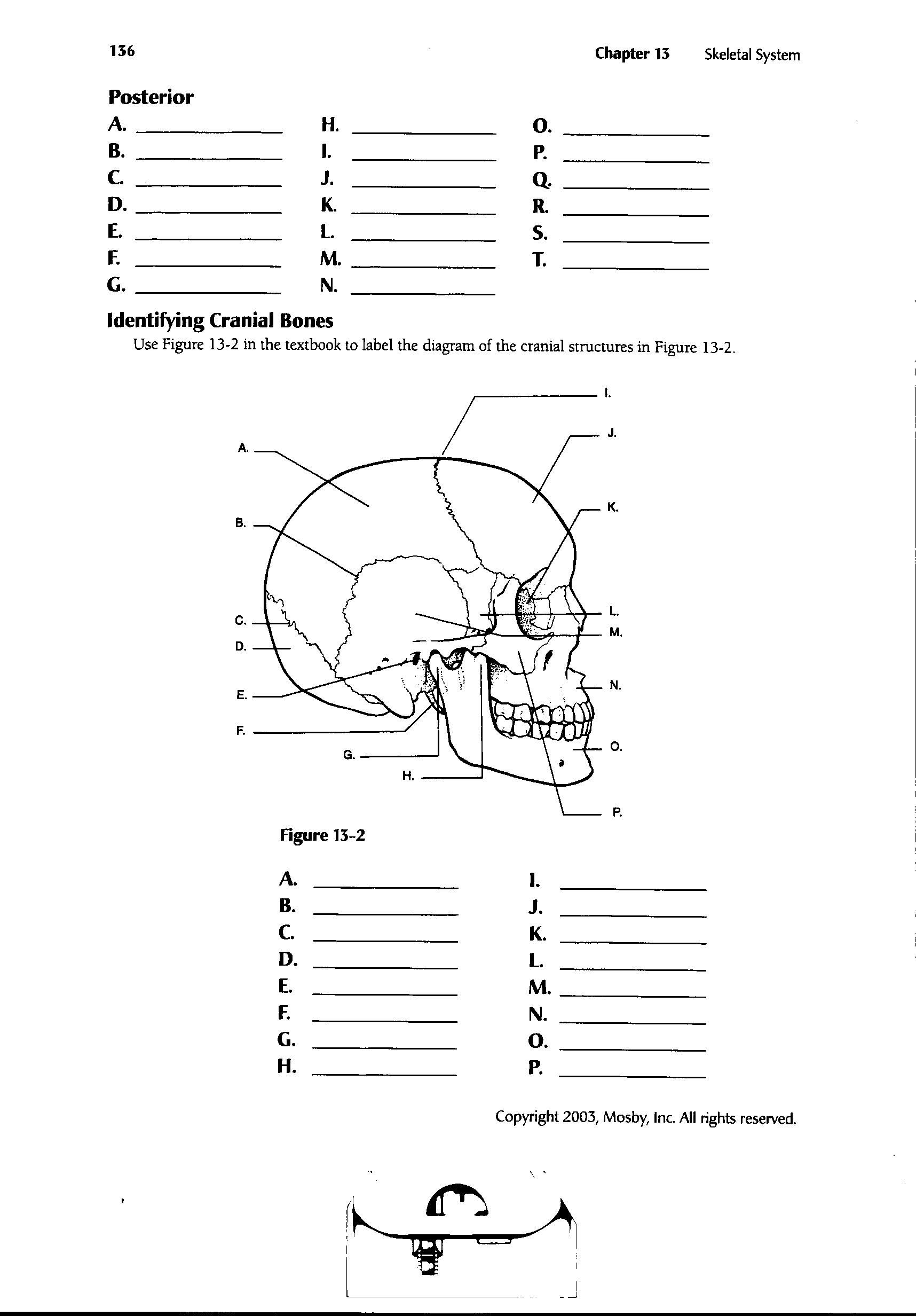 Anatomy And Physiology Printable Worksheets | Printable ...