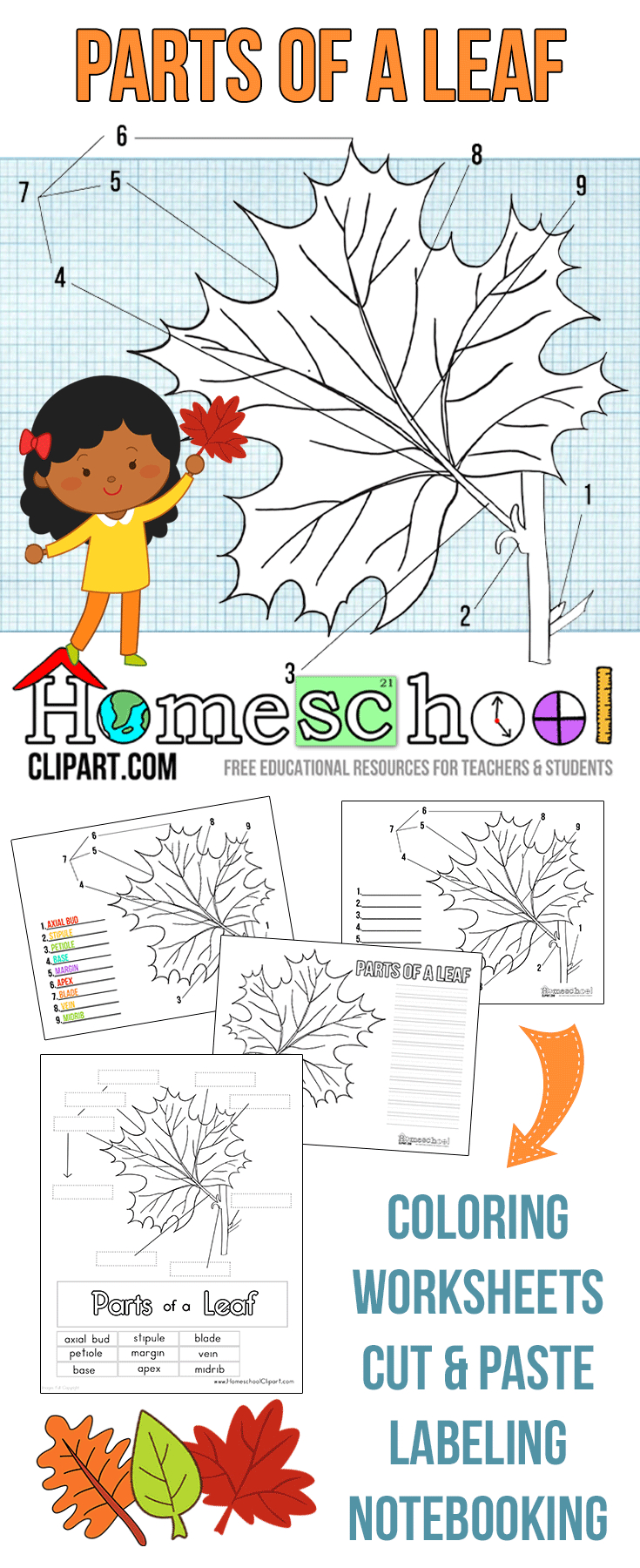 Parts Of A Leaf Printables | Autumn And Fall Homeschool Activities | Free Printable Leaf Worksheets