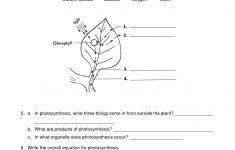 Photosynthesis Worksheet - Google Search | Cellular Energy | Free Printable Photosynthesis Worksheets