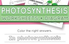 Photosynthesis Worksheets For Kids | Homeschooling Ideas | Free Printable Photosynthesis Worksheets