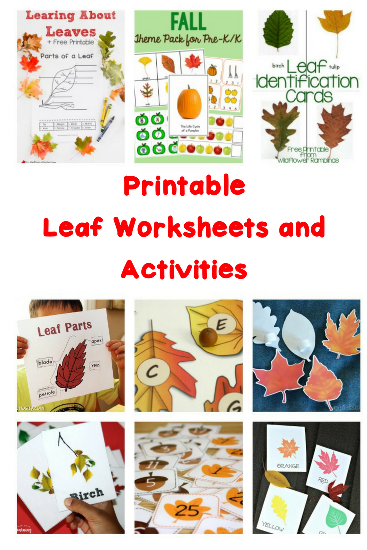 Printable Leaf Worksheets And Activities | Free Printable Leaf Worksheets