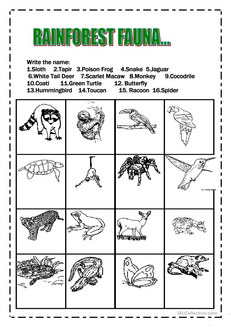 Rainforest Animals Worksheet - Free Esl Printable Worksheets Made | Rainforest Printable Worksheets