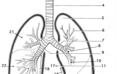 Respiratory System Coloring Page - Coloring Home | Printable Worksheets On The Lungs
