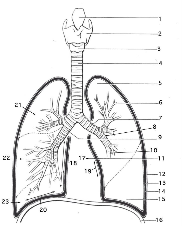 respiratory-system-coloring-page-coloring-home-printable-worksheets